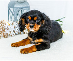 Small #5 Cavalier King Charles Spaniel