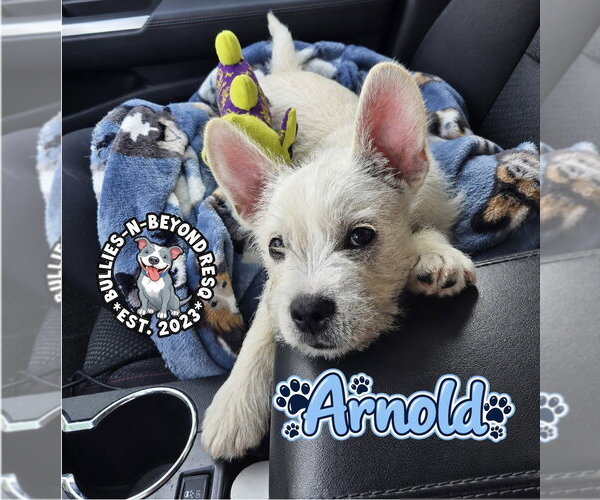 Medium Photo #3 French Bulldog-Miniature Schnauzer Mix Puppy For Sale in Omaha, NE, USA