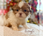 Small #4 Shih Tzu