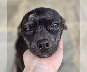 Chihuahua-Unknown Mix Dogs for adoption in Yardley, PA, USA