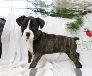 Boxer Puppy for sale in SHILOH, OH, USA