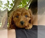 Puppy Puppy 3 Goldendoodle (Miniature)