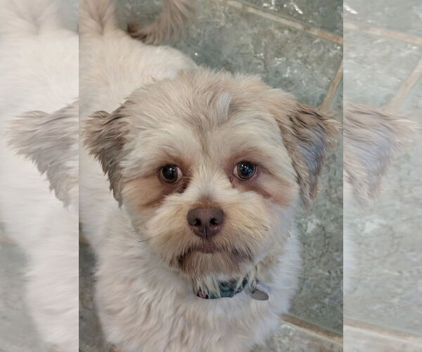 Medium Photo #8 Havashu Puppy For Sale in Greensboro, NC, USA