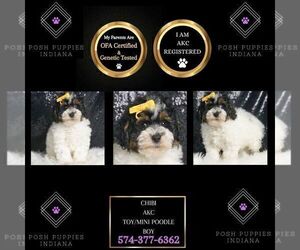 Poodle (Miniature) Puppy for sale in WARSAW, IN, USA