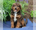 Small Photo #8 Miniature Bernedoodle Puppy For Sale in GORDONVILLE, PA, USA