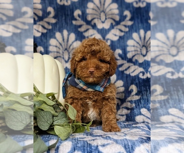 Medium Photo #2 Cavapoo Puppy For Sale in BIRD IN HAND, PA, USA