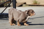 Small Photo #21 English Bulldog Puppy For Sale in LOS ANGELES, CA, USA