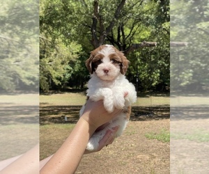 Goldendoodle (Miniature) Puppy for sale in BRIDGEPORT, TX, USA