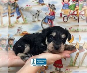 Schnauzer (Miniature) Puppy for sale in WINNSBORO, LA, USA