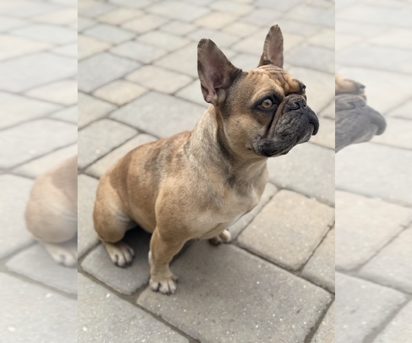 Medium Photo #1 French Bulldog Puppy For Sale in MURRIETA, CA, USA