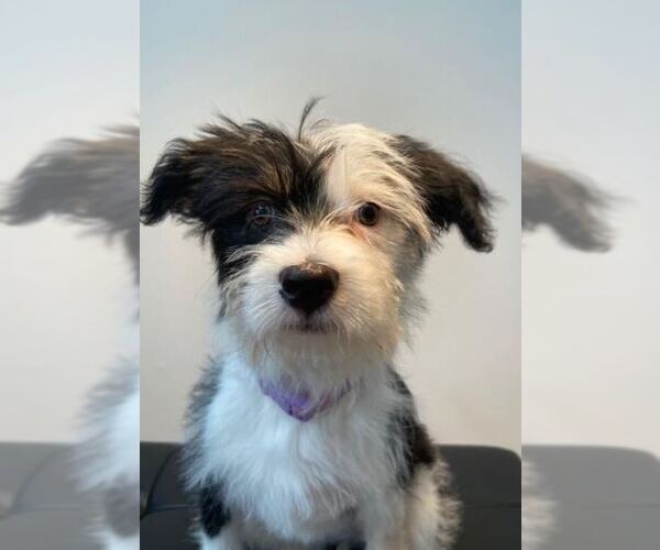 Medium Photo #7 Mutt Puppy For Sale in Cranston, RI, USA
