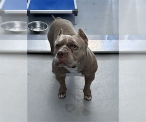 American Pit Bull Terrier Dogs for adoption in San Bernardino, CA, USA