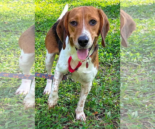Medium Photo #6 Beagle Puppy For Sale in Dunnellon, FL, USA
