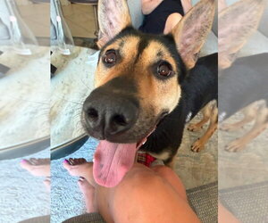 Maisy (SC) - Female German Shepherd Dog-Unknown Mix Dog for Adoption - Photo #10