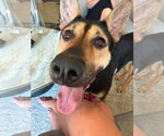 Small #9 German Shepherd Dog Mix
