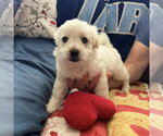 Small #2 Mutt
