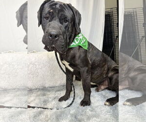 Mastiff Dogs for adoption in Goodyear, AZ, USA