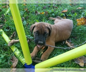 Mastiff Puppy for sale in AMANDA, OH, USA