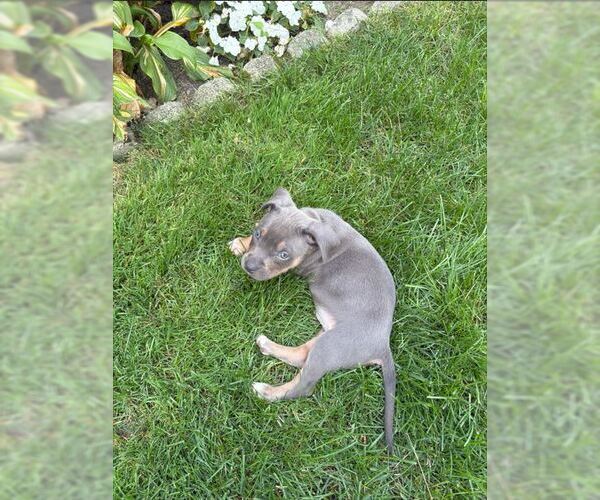 Medium Photo #1 American Pit Bull Terrier-American Staffordshire Terrier Mix Puppy For Sale in Belleville, MI, USA