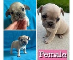 Puppy Luna Bean French Bulldog