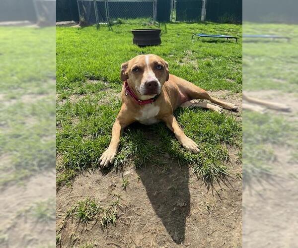 Medium Photo #16 Mutt Puppy For Sale in Brewster, NY, USA