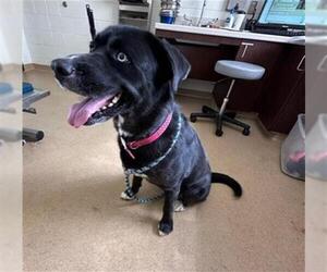 Siberian Husky-Unknown Mix Dogs for adoption in Derwood, MD, USA