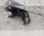 Small #2 American Bully
