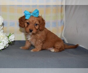 Cavapoo Puppy for sale in BARNESVILLE, KS, USA