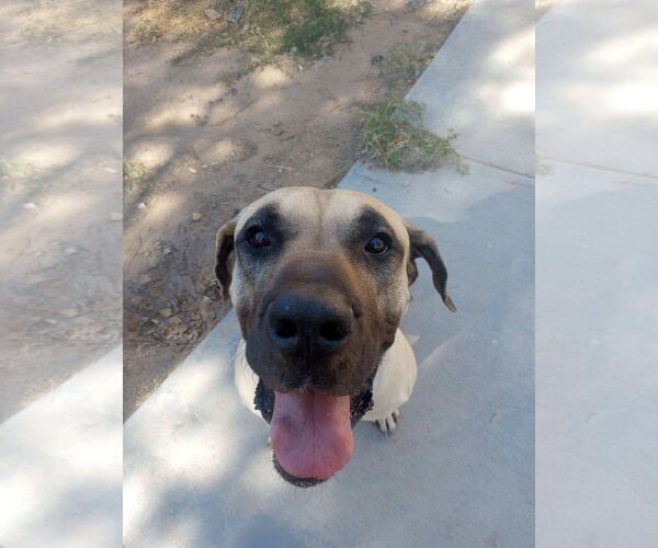 Medium Photo #3 Mastiff Puppy For Sale in Goodyear, AZ, USA