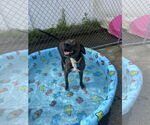 Small #3 Labrador Retriever Mix
