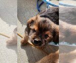 Small Photo #1 ShiChi Puppy For Sale in Aurora, IN, USA