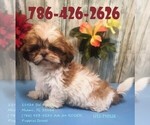 Small Photo #1 Maltese Puppy For Sale in MIAMI, FL, USA