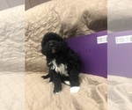 Small Photo #20 Portuguese Water Dog Puppy For Sale in STERLING, CO, USA
