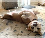 Small #2 American Pit Bull Terrier-Bulldog Mix