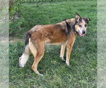 Small Photo #2 German Shepherd Dog-Unknown Mix Puppy For Sale in Fenton, MO, USA