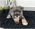 Small Photo #4 Schnauzer (Miniature) Puppy For Sale in FRANKLIN, IN, USA