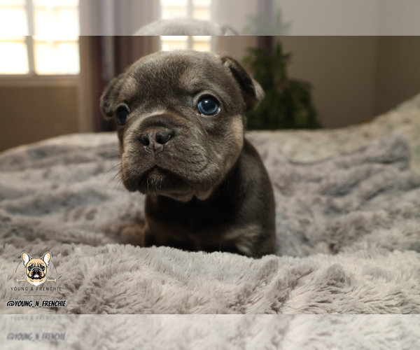 Medium Photo #3 French Bulldog Puppy For Sale in SACRAMENTO, CA, USA