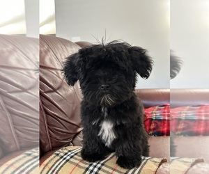 Mini Whoodle (Wheaten Terrier/Miniature Poodle) Puppy for sale in TEMECULA, CA, USA