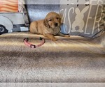 Small #13 Golden Retriever