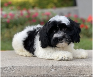 Cavanese-Havanese Mix Puppy for sale in HOUSTON, TX, USA