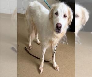 Golden Pyrenees Dogs for adoption in Derwood, MD, USA