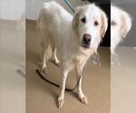 Small Golden Pyrenees