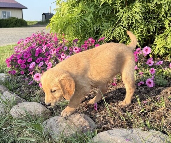 Medium Photo #3 Golden Retriever Puppy For Sale in DORCHESTER, WI, USA