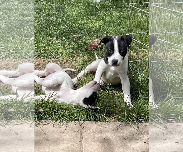 Medium Photo #3 Borador Puppy For Sale in Sandy, UT, USA