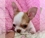 Small #12 Chihuahua