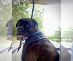 Small #3 Boxer