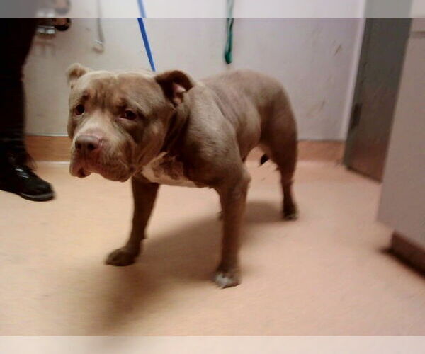 Medium Photo #1 Mutt Puppy For Sale in Martinez, CA, USA