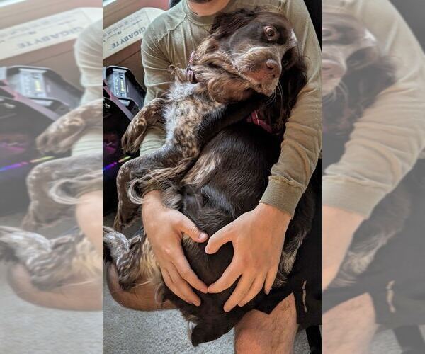 Medium Photo #1 English Springer Spaniel Puppy For Sale in SPOTSYLVANIA, VA, USA