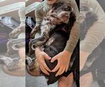 Small Photo #1 English Springer Spaniel Puppy For Sale in SPOTSYLVANIA, VA, USA