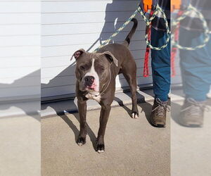 American Pit Bull Terrier Dogs for adoption in Louisville, KY, USA